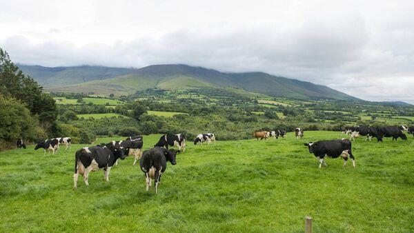 Department to shortly write to 2,150 farms directly impacted by derogation cut