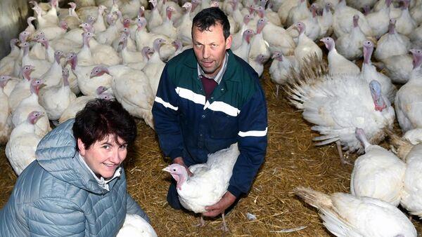 'Good news' for Christmas dinner as farms avoid bird flu this year