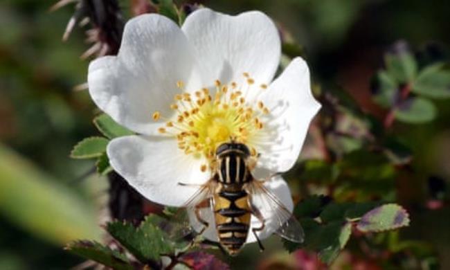 Sun-loving hoverfly sheltering in the last burnet rose of summer.