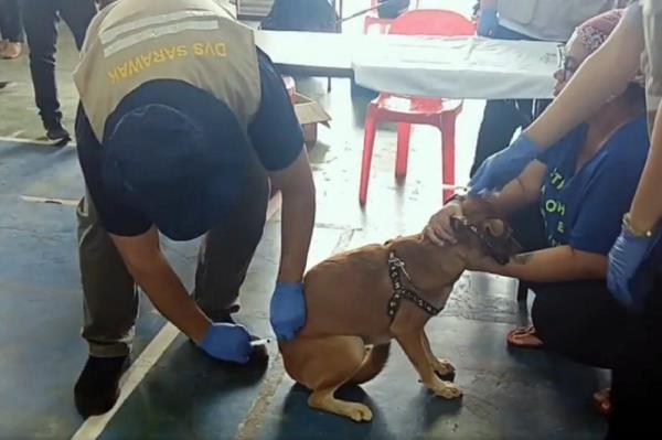 Vet Services Dept to intensify free anti-rabies vaccination for pet dogs in Sarawak