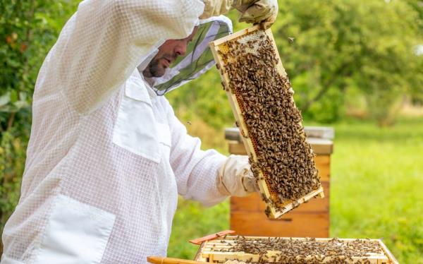 Beekeeping concept, beekeeper looks after bees, the bees checks, checks honey, beekeeper exploring honeycomb, smoking bees