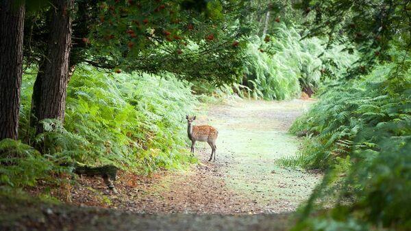 Road safety calls to cull roaming deer