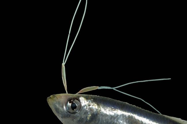 35-facts-about-fish-eye-parasite