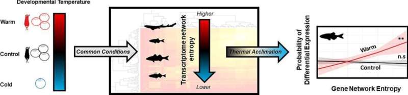 Warming oceans and rivers cause genomic changes in fish, scientists find