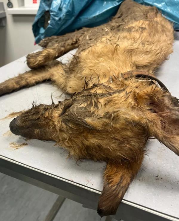 Dog abandoned froze death