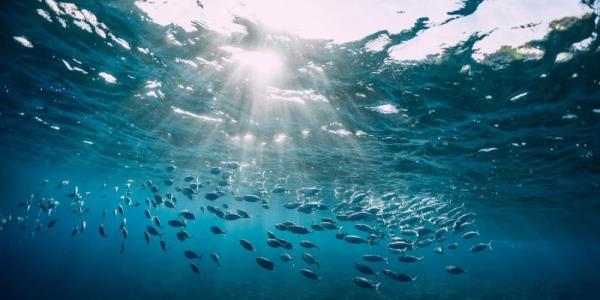 Fish stocks survive ocean heatwaves