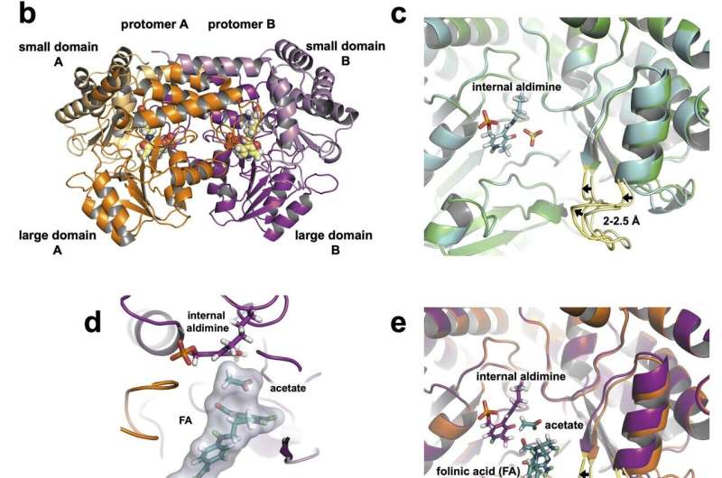 Case closed: Neutrons settle 40-year debate on enzyme for drug design