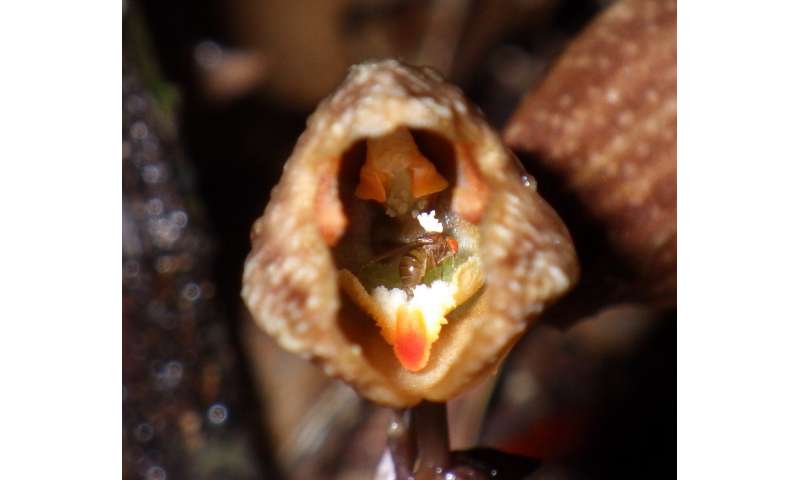 Fungi-eating plants and flies team up for reproduction