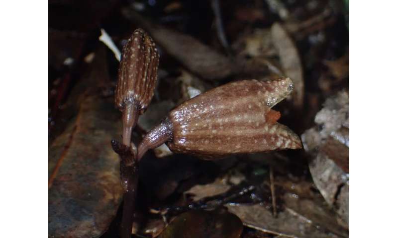 Fungi-eating plants and flies team up for reproduction