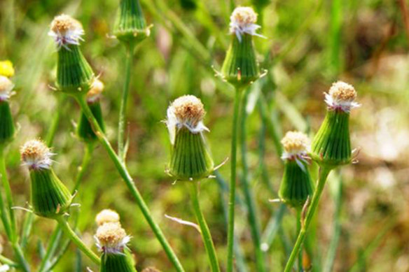 Up to 300 critically endangered large-headed fireweeds will be destroyed if the rail terminal is built.