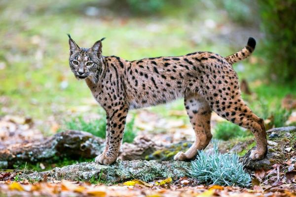 An Iberian lynx looks at the camera. 